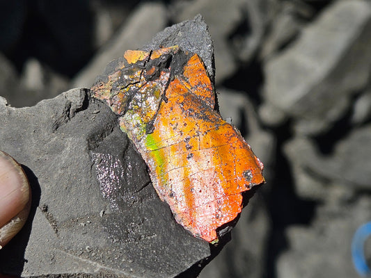 Ammolite Mining Reality TV Series Extended Cut Episode 1: Good Team, Great Start!