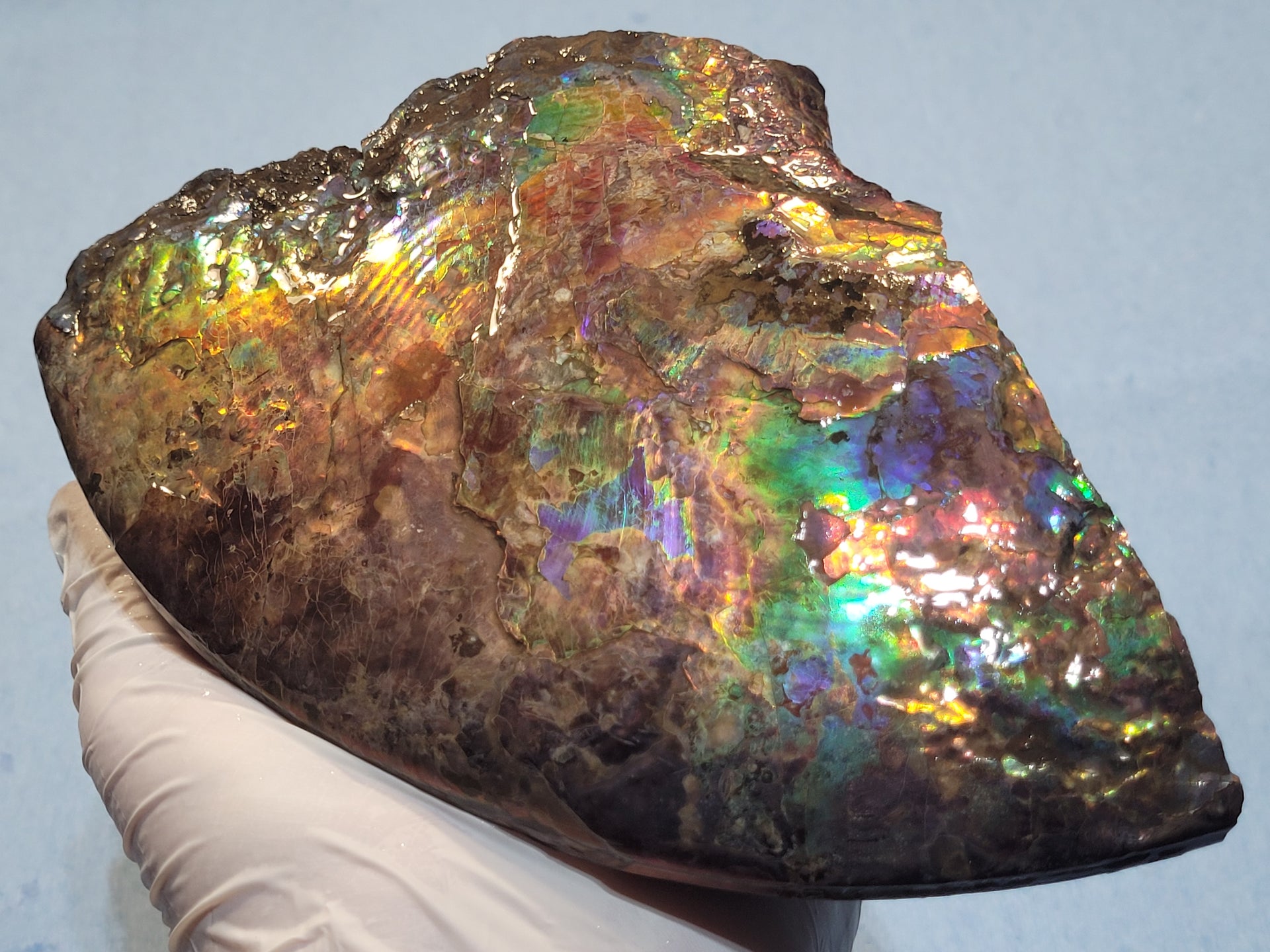 Load video: Alberta Ammolite Art Piece Lesson with Fossil Dad, from Alberta Fossil Family!