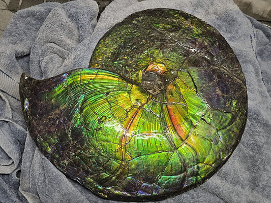 18 inch Ammonite Fossil