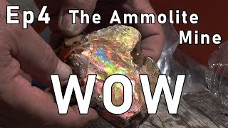 Ammolite Mining Episode 4