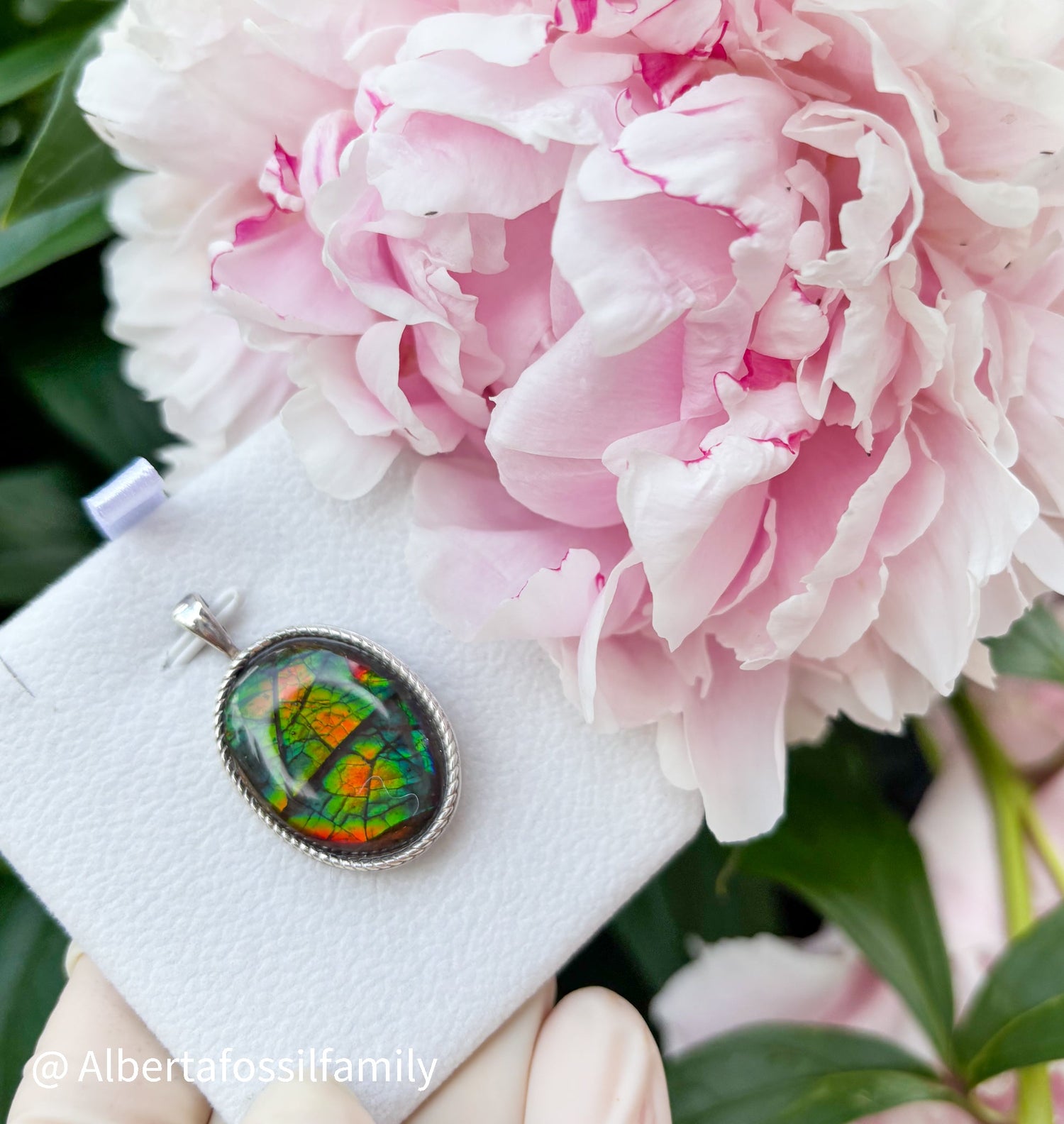 Heritage Ammolite