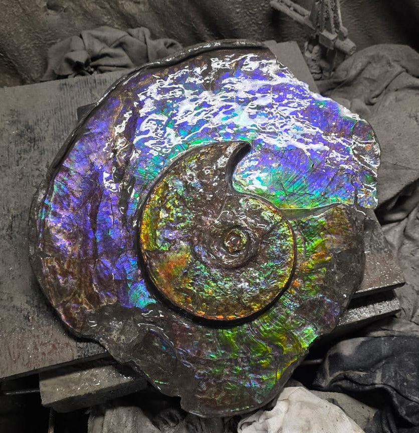 Ammonite Fossil