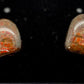 Ammolite Earrings 022