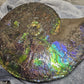 18 inch Ammonite Fossil