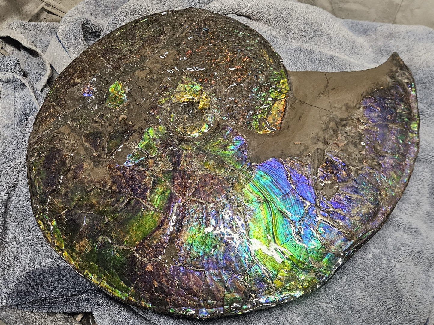 18 inch Ammonite Fossil