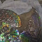 18 inch Ammonite Fossil